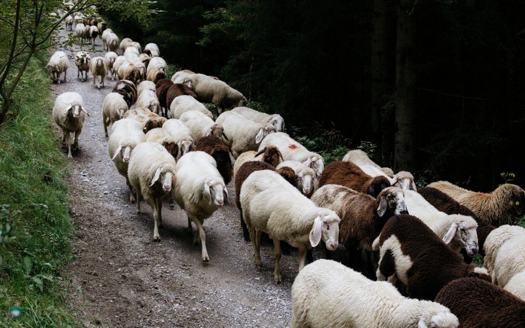 Kognitívne skreslenie: Konformizmus